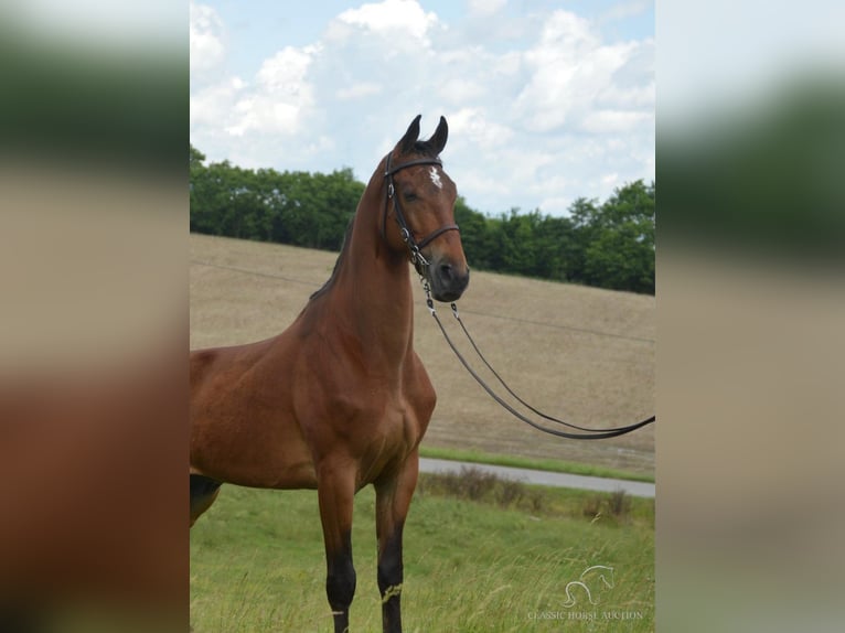 Tennessee walking horse Caballo castrado 7 años 163 cm Castaño rojizo in Hustonville, KY