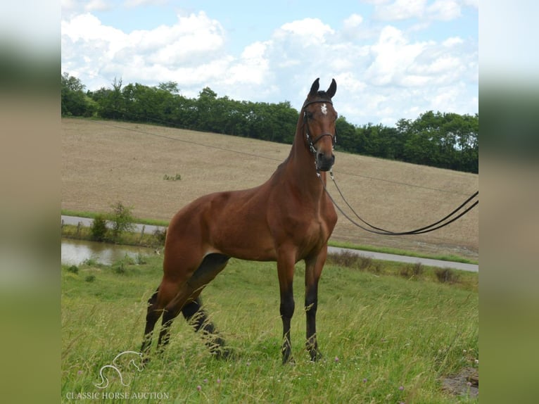 Tennessee walking horse Caballo castrado 7 años 163 cm Castaño rojizo in Hustonville, KY