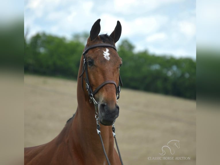 Tennessee walking horse Caballo castrado 7 años 163 cm Castaño rojizo in Hustonville, KY