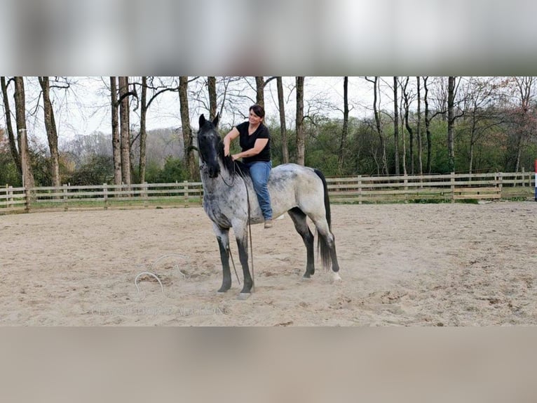 Tennessee walking horse Caballo castrado 7 años 163 cm Ruano azulado in Gillsville, GA