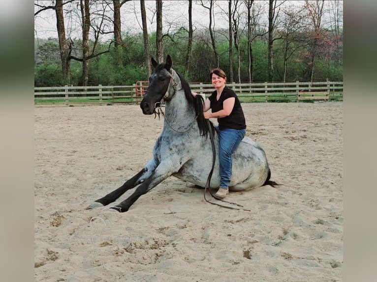 Tennessee walking horse Caballo castrado 7 años 163 cm Ruano azulado in Gillsville, GA