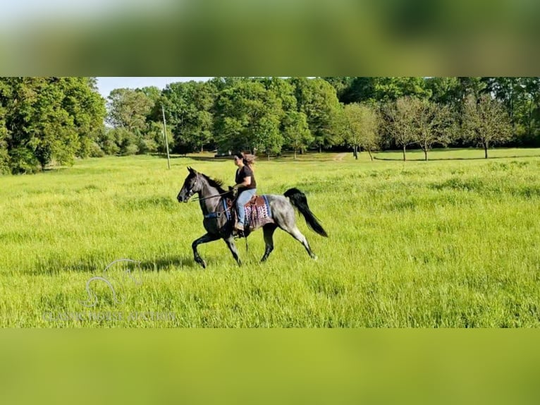 Tennessee walking horse Caballo castrado 7 años 163 cm Ruano azulado in Gillsville, GA