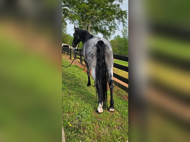 Tennessee walking horse Caballo castrado 7 años 163 cm Ruano azulado in Gillsville, GA