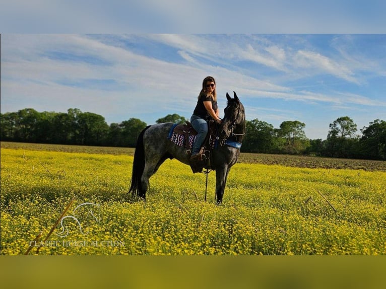 Tennessee walking horse Caballo castrado 7 años 163 cm Ruano azulado in Gillsville, GA