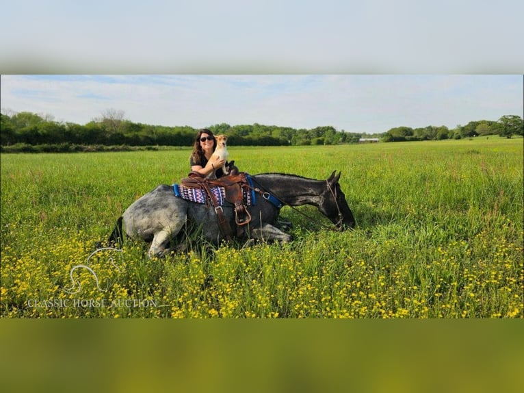 Tennessee walking horse Caballo castrado 7 años 163 cm Ruano azulado in Gillsville, GA