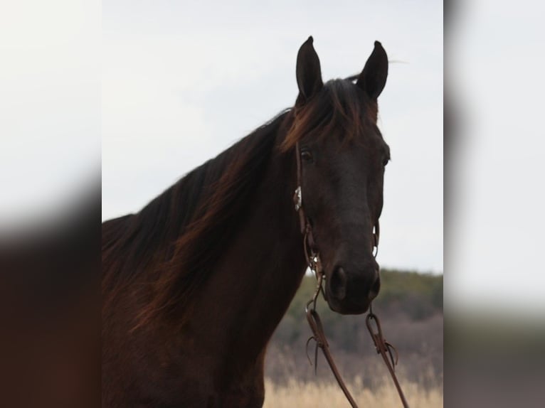 Tennessee walking horse Caballo castrado 7 años 170 cm Negro in Whitley City KY