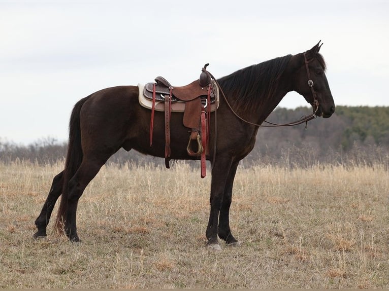 Tennessee walking horse Caballo castrado 7 años 170 cm Negro in Whitley City KY