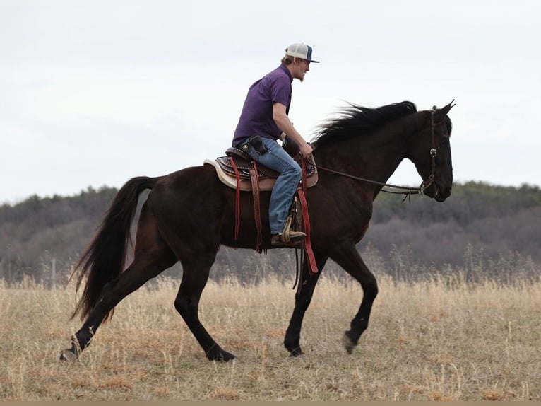 Tennessee walking horse Caballo castrado 7 años 170 cm Negro in Whitley City KY