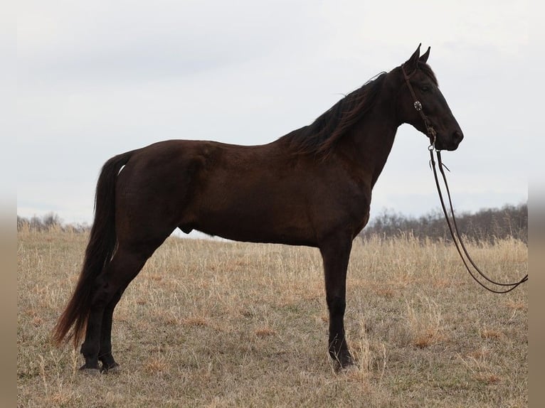 Tennessee walking horse Caballo castrado 7 años 170 cm Negro in Whitley City KY