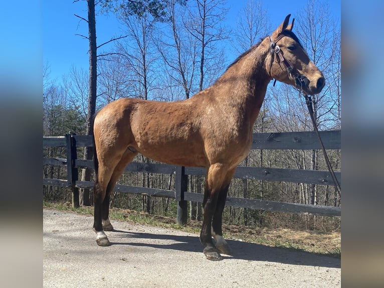 Tennessee walking horse Caballo castrado 7 años Buckskin/Bayo in Whitley City KY