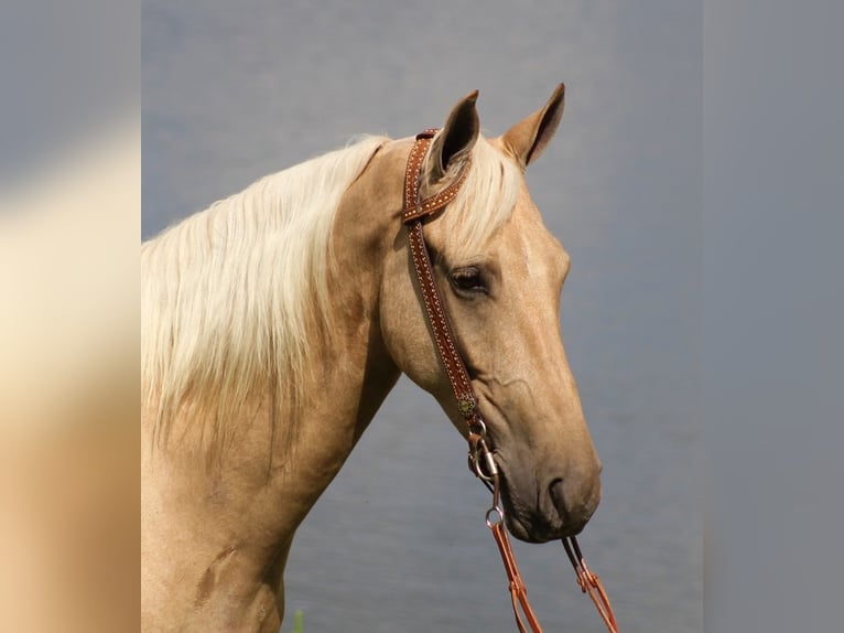 Tennessee walking horse Caballo castrado 7 años Palomino in Whitley city Ky