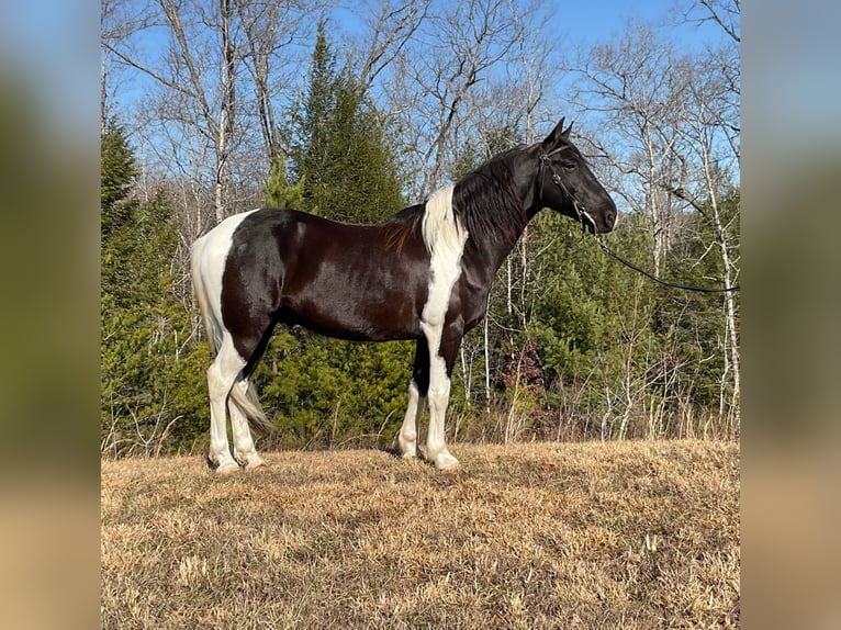 Tennessee walking horse Caballo castrado 7 años Tobiano-todas las-capas in Whitley City KY