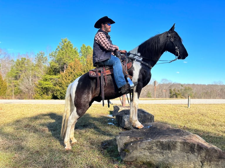 Tennessee walking horse Caballo castrado 7 años Tobiano-todas las-capas in Whitley City KY