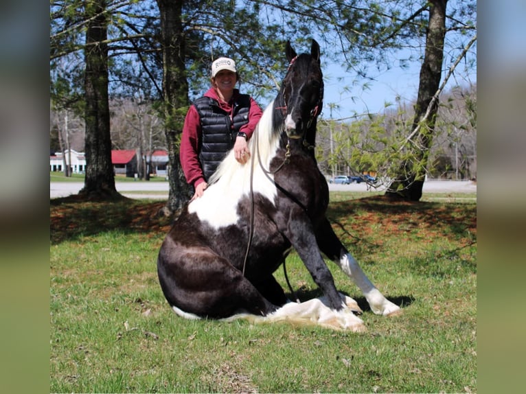 Tennessee walking horse Caballo castrado 7 años Tobiano-todas las-capas in Mount Vernon KY