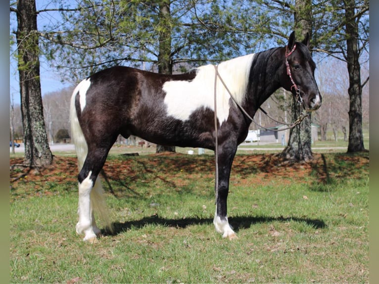 Tennessee walking horse Caballo castrado 7 años Tobiano-todas las-capas in Mount Vernon KY