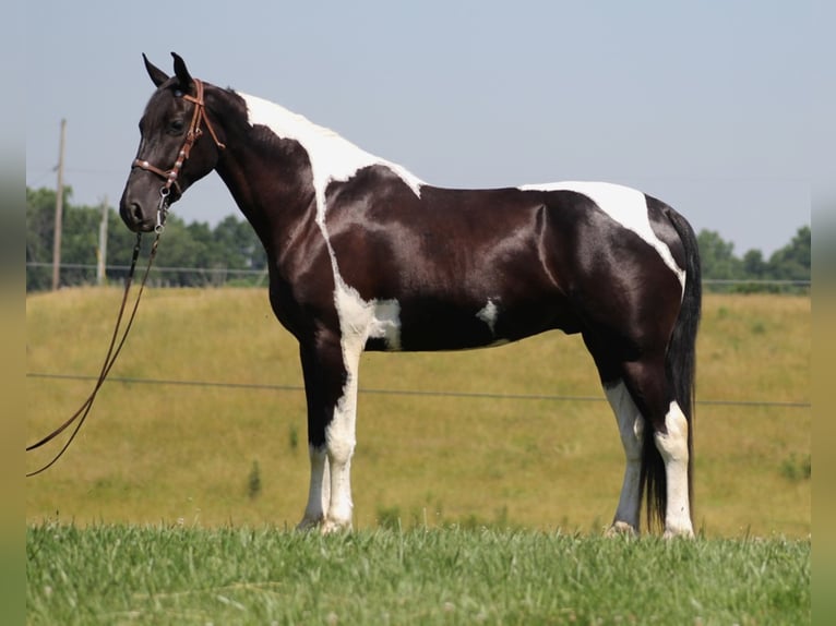 Tennessee walking horse Caballo castrado 7 años Tobiano-todas las-capas in Mount vernon KY