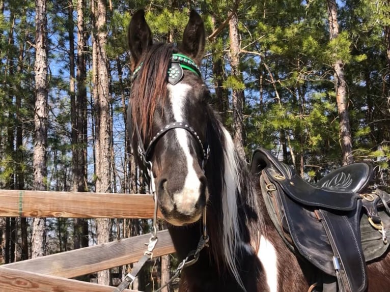 Tennessee walking horse Caballo castrado 7 años Tobiano-todas las-capas in Whitley City, KY