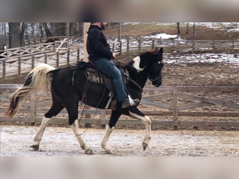 Tennessee walking horse Caballo castrado 7 años Tobiano-todas las-capas in Whitley City, KY