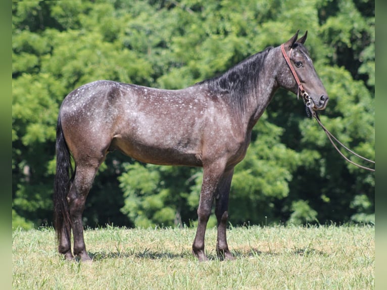 Tennessee walking horse Caballo castrado 7 años Tordo in Whitley City Ky
