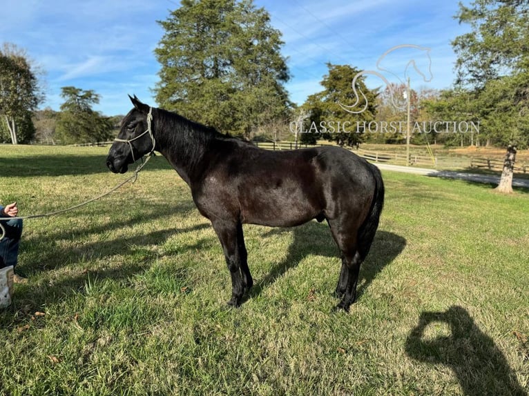 Tennessee walking horse Caballo castrado 8 años 132 cm Negro in Fayetteville, TN