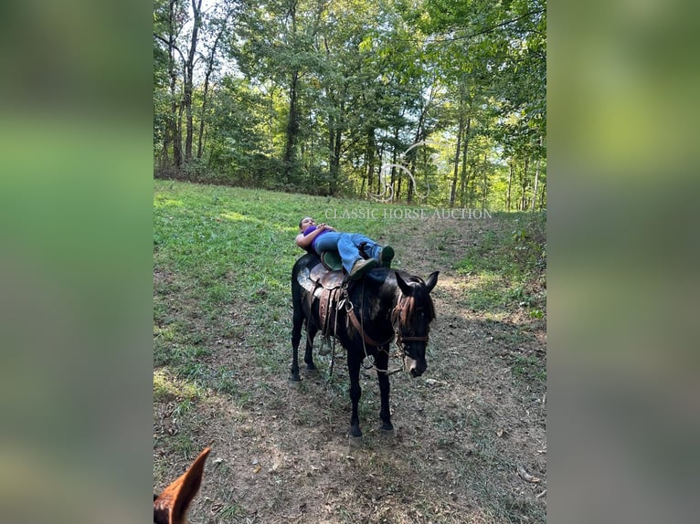 Tennessee walking horse Caballo castrado 8 años 132 cm Negro in Fayetteville, TN