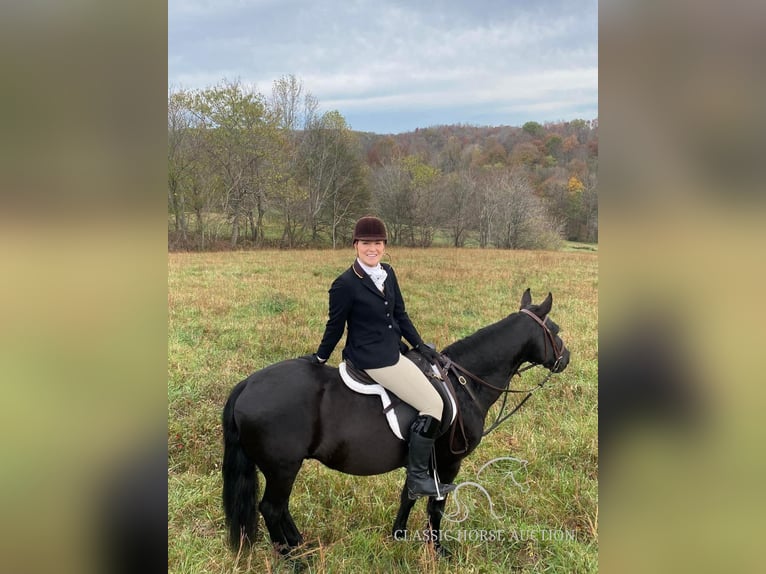 Tennessee walking horse Caballo castrado 8 años 132 cm Negro in Fayetteville, TN