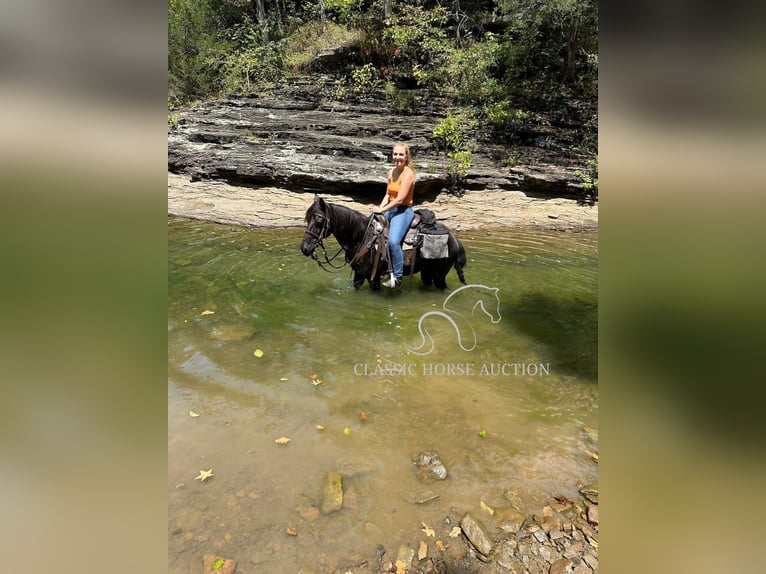 Tennessee walking horse Caballo castrado 8 años 132 cm Negro in Fayetteville, TN