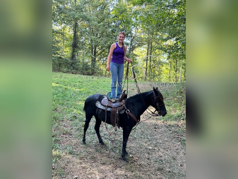 Tennessee walking horse Caballo castrado 8 años 132 cm Negro in Fayetteville, TN