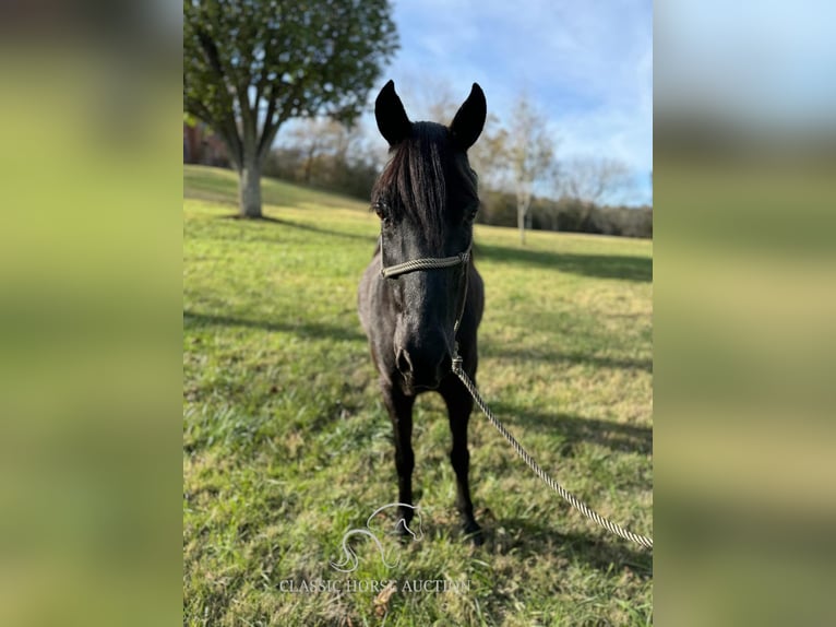 Tennessee walking horse Caballo castrado 8 años 132 cm Negro in Fayetteville, TN