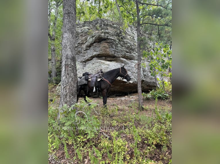 Tennessee walking horse Caballo castrado 8 años 132 cm Negro in Fayetteville, TN