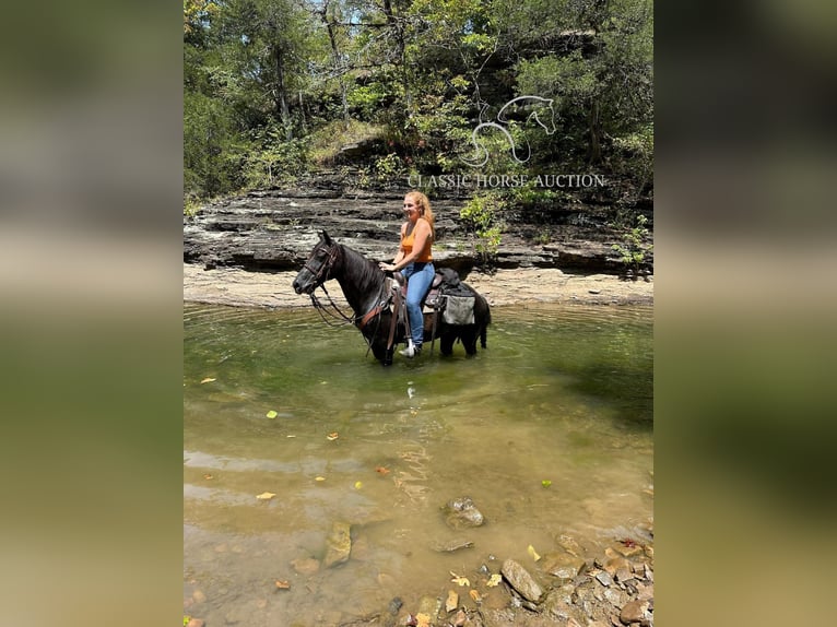 Tennessee walking horse Caballo castrado 8 años 132 cm Negro in Fayetteville, TN