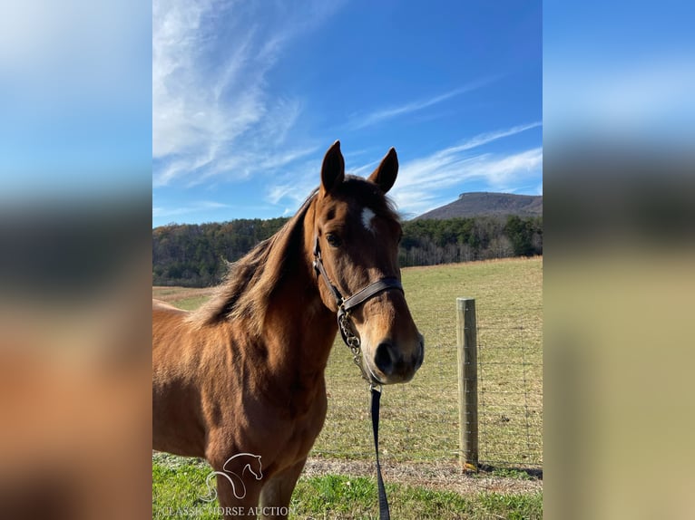 Tennessee walking horse Caballo castrado 8 años 142 cm Alazán rojizo in Blanch, NC