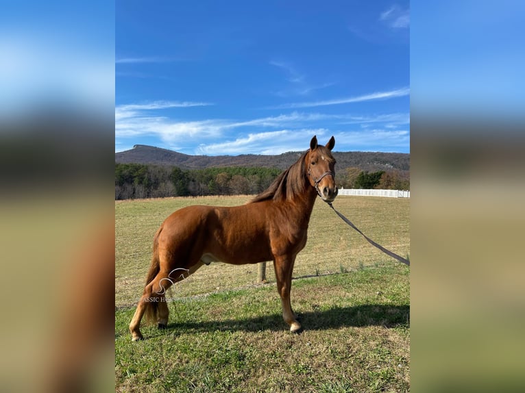 Tennessee walking horse Caballo castrado 8 años 142 cm Alazán rojizo in Blanch, NC