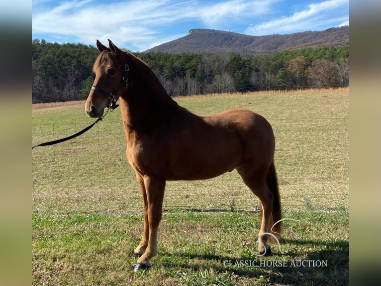 Tennessee walking horse Caballo castrado 8 años 142 cm Alazán rojizo in Blanch, NC