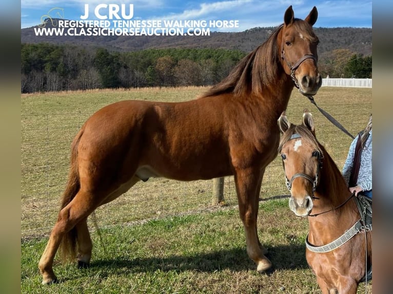 Tennessee walking horse Caballo castrado 8 años 142 cm Alazán rojizo in Blanch, NC