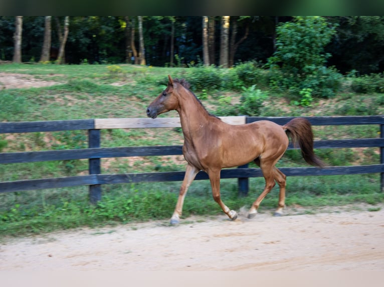 Tennessee walking horse Caballo castrado 8 años 142 cm Alazán-tostado in Marietta