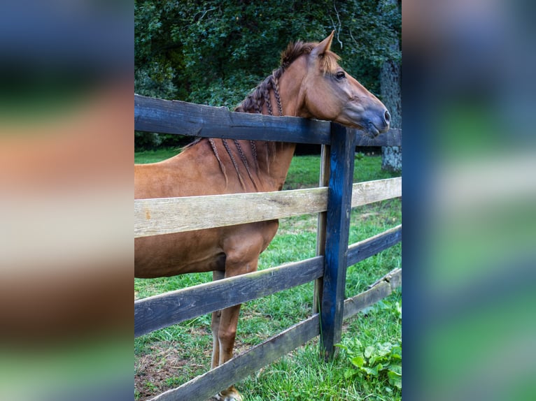 Tennessee walking horse Caballo castrado 8 años 142 cm Alazán-tostado in Marietta
