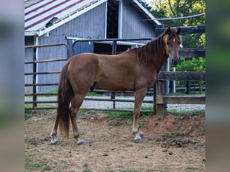 Tennessee walking horse Caballo castrado 8 años 142 cm Alazán-tostado in Marietta