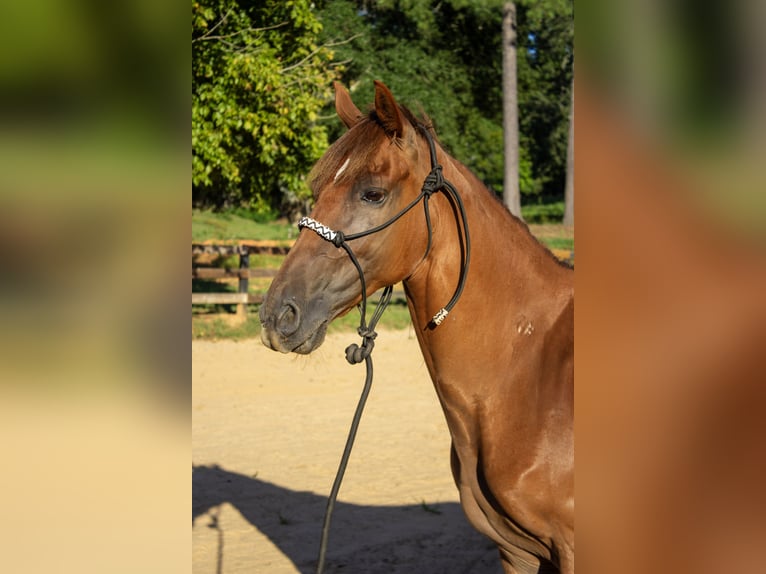 Tennessee walking horse Caballo castrado 8 años 142 cm Alazán-tostado in Marietta