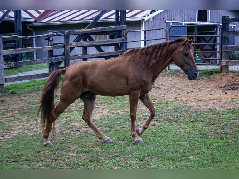 Tennessee walking horse Caballo castrado 8 años 142 cm Alazán-tostado in Marietta