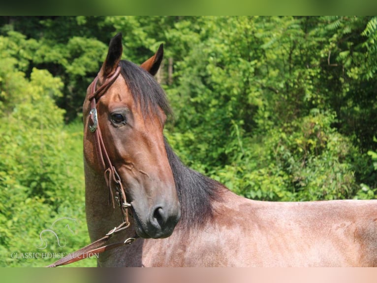 Tennessee walking horse Caballo castrado 8 años 142 cm Castaño-ruano in Rockholds, KY