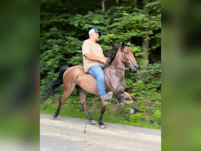 Tennessee walking horse Caballo castrado 8 años 142 cm Castaño-ruano in Rockholds, KY