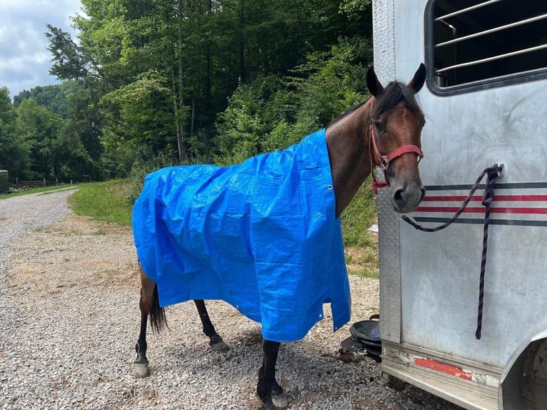 Tennessee walking horse Caballo castrado 8 años 142 cm Castaño-ruano in Rockholds, KY