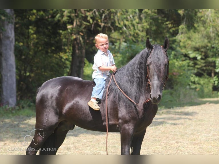 Tennessee walking horse Caballo castrado 8 años 142 cm Negro in Whitley City, KY