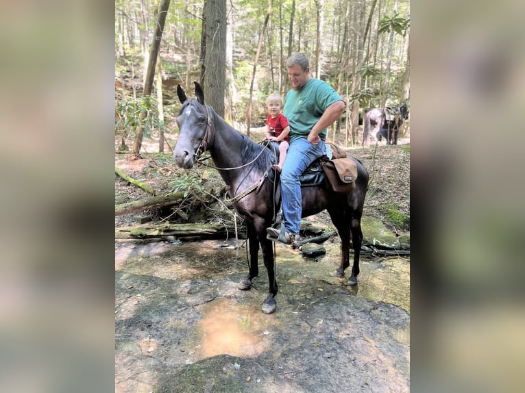 Tennessee walking horse Caballo castrado 8 años 142 cm Negro in Rockholds, KY