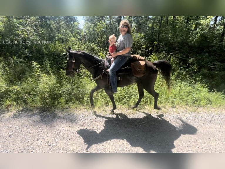 Tennessee walking horse Caballo castrado 8 años 142 cm Negro in Rockholds, KY