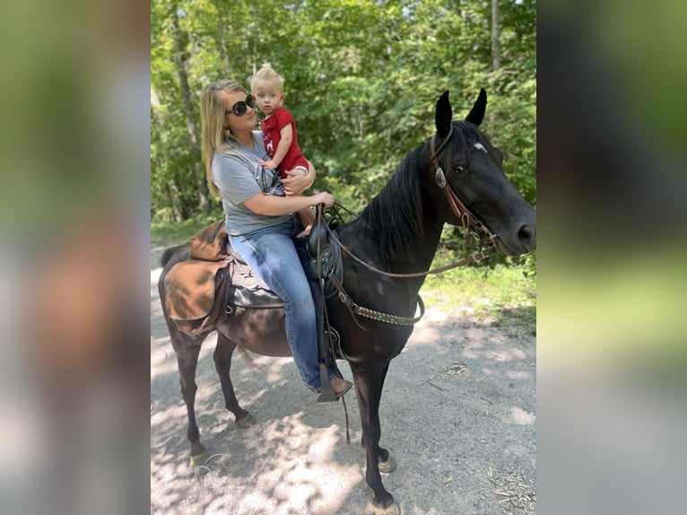 Tennessee walking horse Caballo castrado 8 años 142 cm Negro in Rockholds, KY