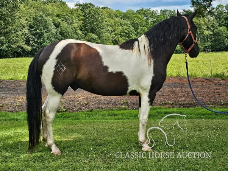 Tennessee walking horse Caballo castrado 8 años 142 cm Tobiano-todas las-capas in Tionesta, PA