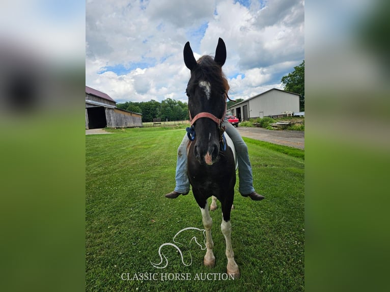 Tennessee walking horse Caballo castrado 8 años 142 cm Tobiano-todas las-capas in Tionesta, PA