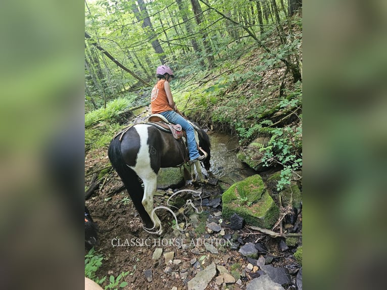 Tennessee walking horse Caballo castrado 8 años 142 cm Tobiano-todas las-capas in Tionesta, PA